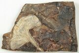 Fossil Ginkgo Leaf From North Dakota - Paleocene #201220-1